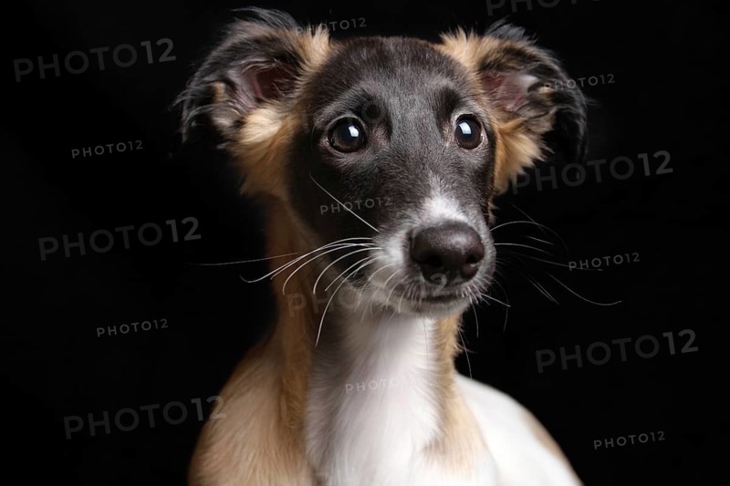 Silken Windsprite puppy