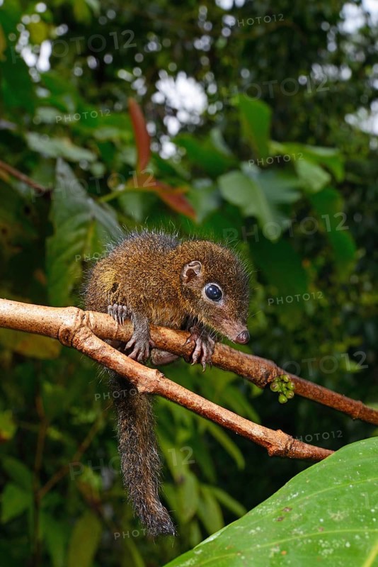 Common treeshrew (Tupaia glis)