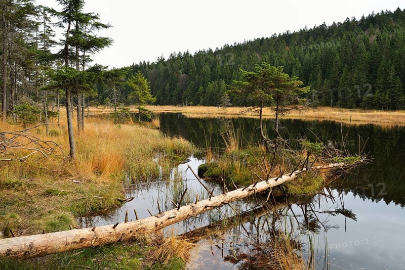 Dead tree