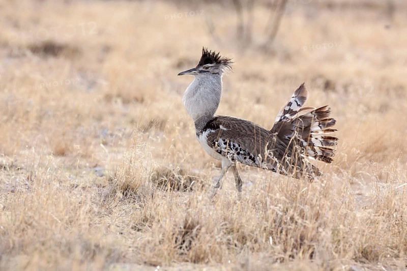 Kori Bustard (Ardeotis kori)