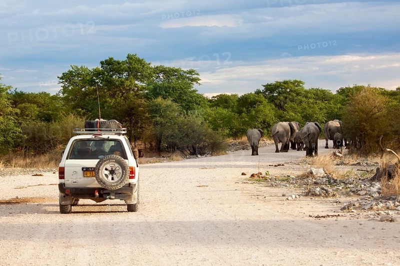 African elephants (Loxodonta africana) on a road followed by a safari vehicle