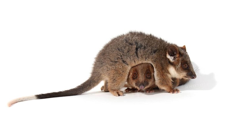 Common Ringtail Possums (Pseudocheirus peregrinus)