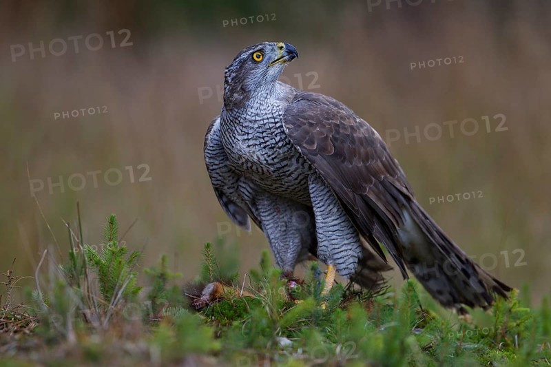 Northern Goshawk (Accipiter gentilis) with a captured squirrel