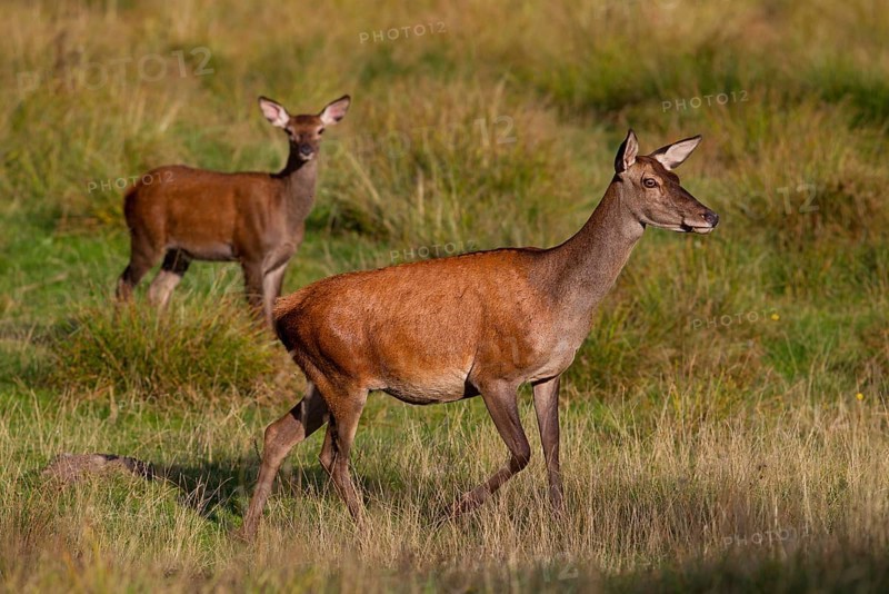 Red Deer (Cervus elaphus)