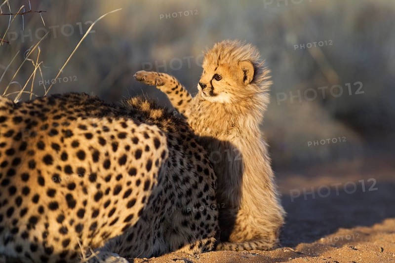Cheetah (Acinonyx jubatus)