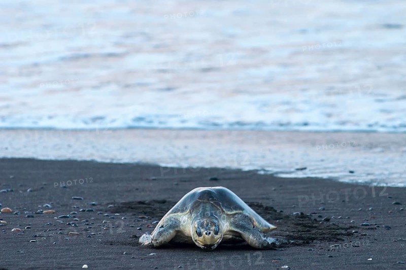 Olive Ridley Sea Turtle (Lepidochelys olivacea)