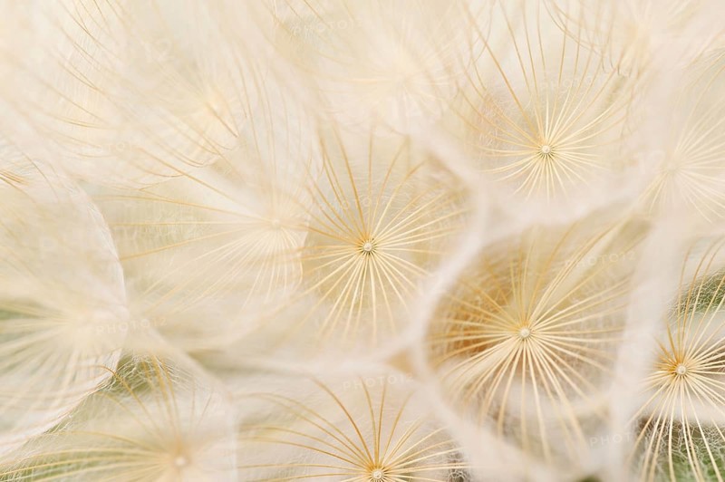 Western Salsify