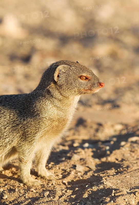 Slender Mongoose (Galerella sanguinea)