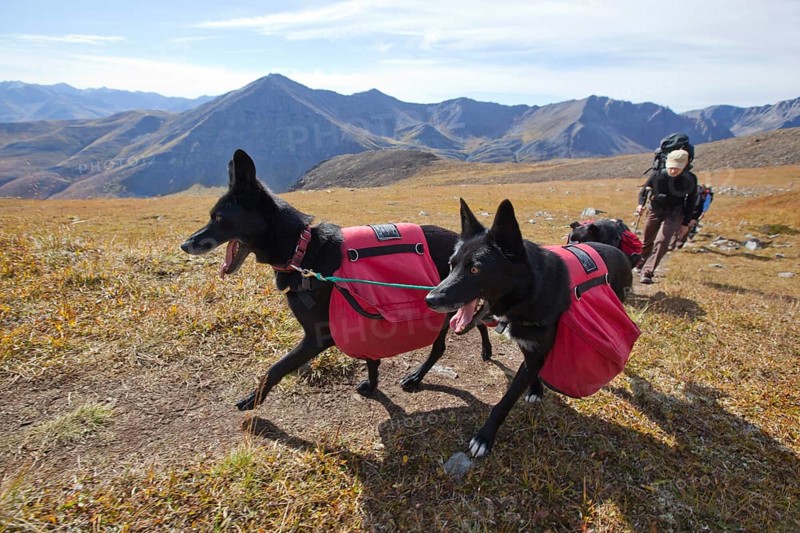 Two Alaskan Huskies as pack dogs