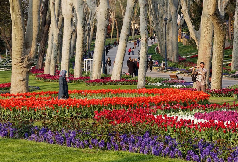 Tulip beds