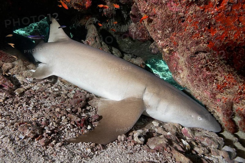 Tawny Nurse Shark (Nebrius ferrugineus)