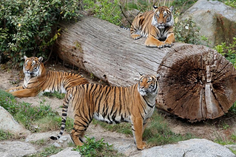 Indochinese tiger (Panthera tigris corbetti)