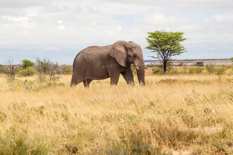 African Elephant (Loxodonta africana)