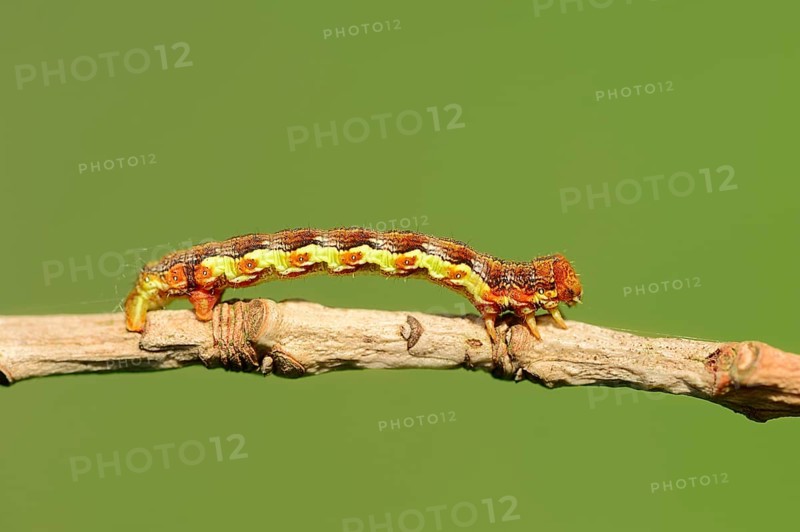 Caterpillar