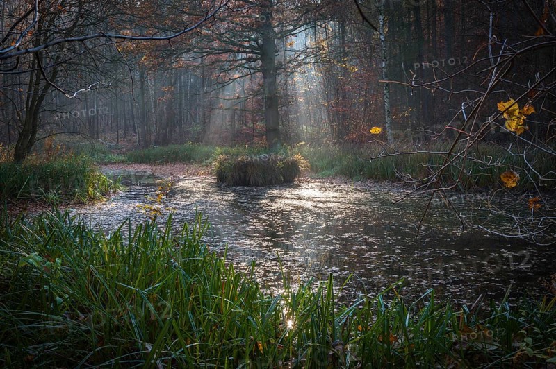 Forest pond