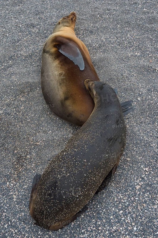 Galapagos Sea Lion (Zalophus californianus wollebaeki) pup suckling