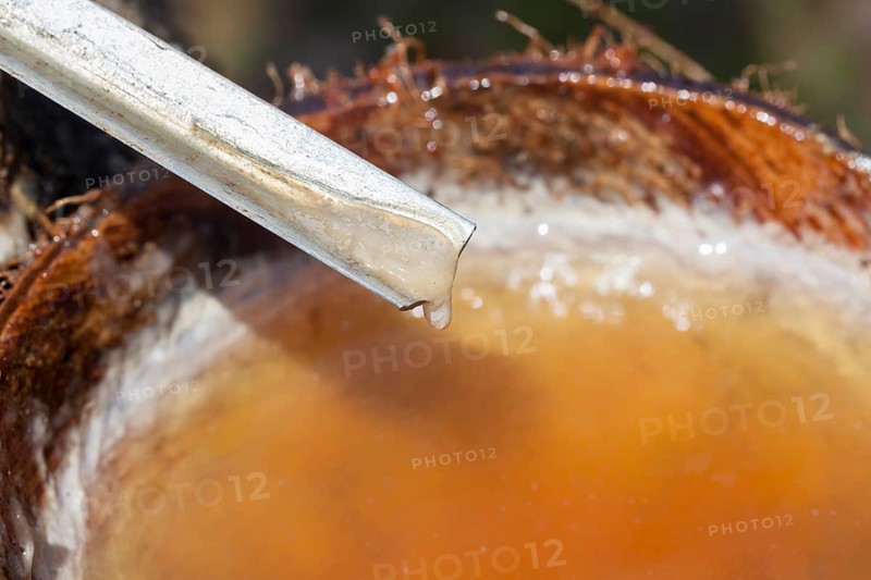 Latex sap dripping out of a cut tree in a rubber plantation