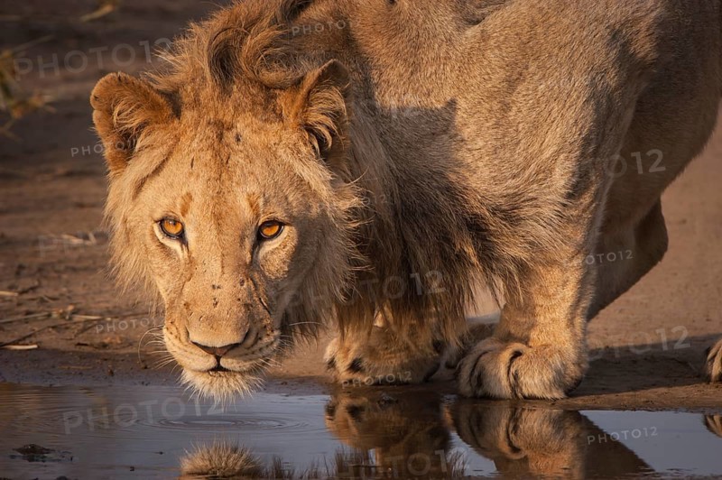 Drinking Lion (Panthera leo)