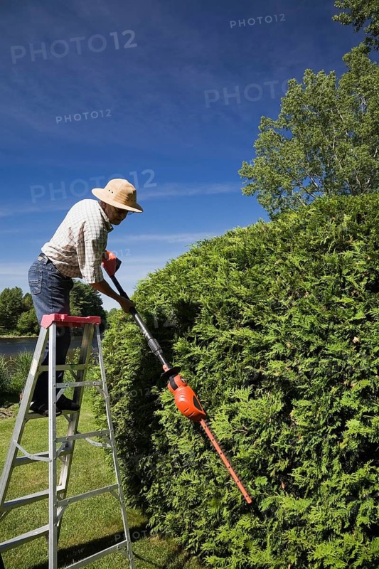 Gardener trimming a cedar tree (Thuja occidentalis)