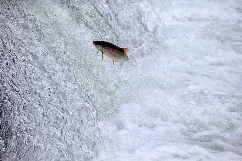Salmon run