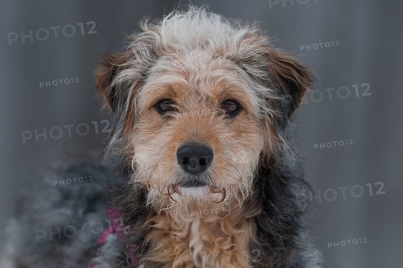 Bosnian Coarse-haired Hound or Barak-hybrid