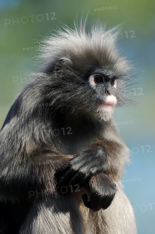Dusky Leaf Monkey or Spectacled Leaf Monkey (Trachypithecus obscurus)