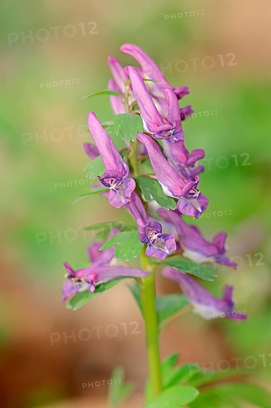 Fumewort (Corydalis solida)