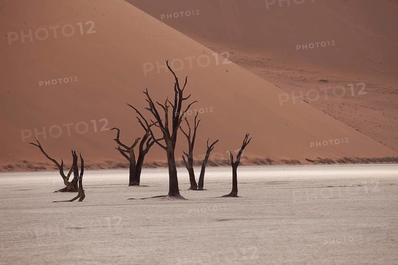 Dead trees in the Dead Vlei desert