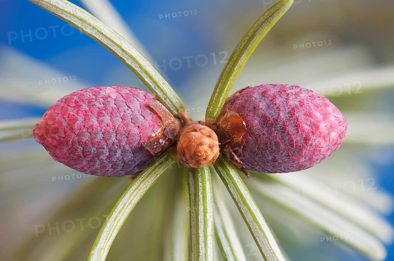 Common Spruce (Picea abies)