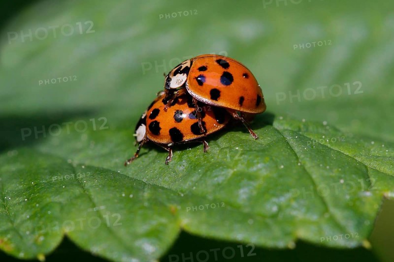 Multicolored Asian Lady Beetles (Harmonia axyridis)