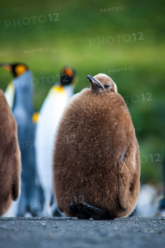 King Penguin (Aptenodytes patagonicus)
