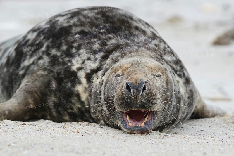 Grey Seal (Halichoerus grypus)