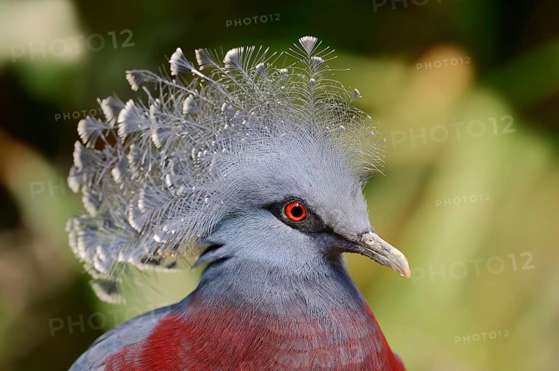 Victoria Crowned Pigeon (Goura victoria)