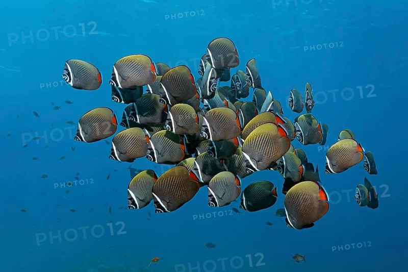 Redtail Butterflyfish (Chaetodon collare)