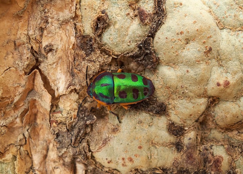 Rainbow Shield Bug (Calidea dregii) perched on the bark of a Fever Tree (Acacia xanthophloea)