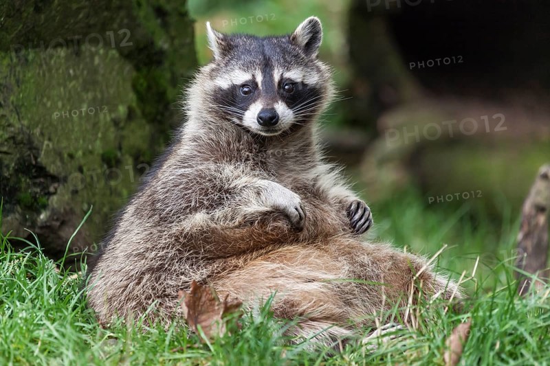 Raccoon (Procyon lotor)