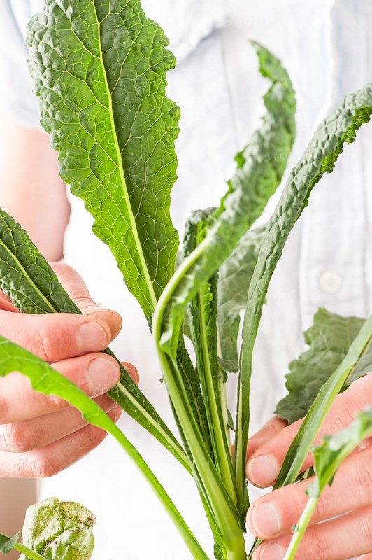 Hands checking the growth of the green leaves of a colewort plant