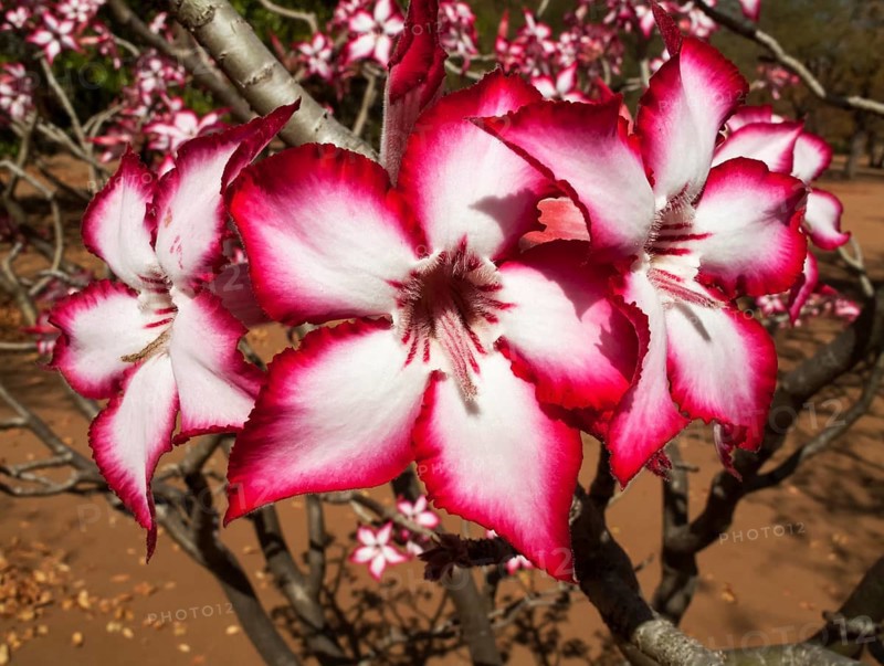 Impala Lily (Adenium multiflorum)