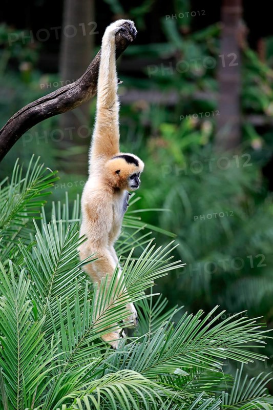 Northern White-cheeked Gibbon (Nomascus leucogenys)