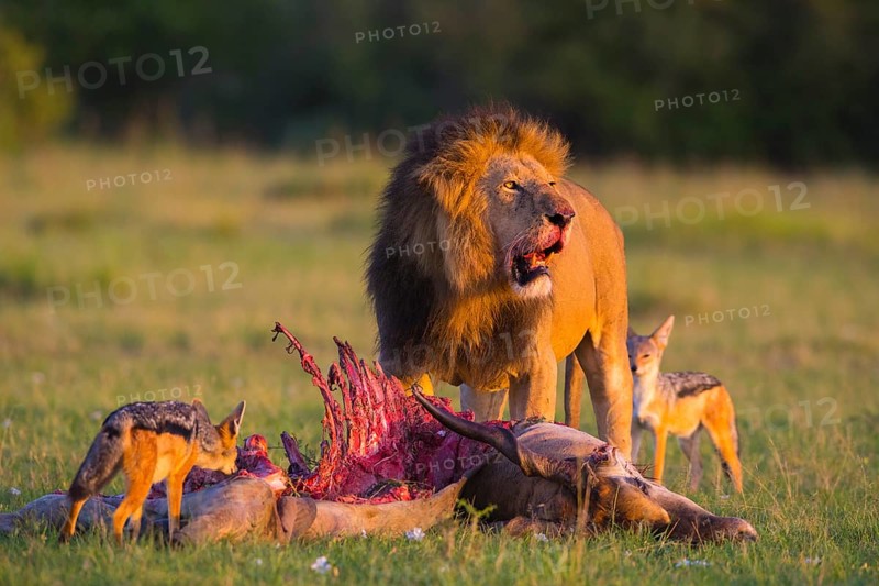 Lion (Panthera leo)