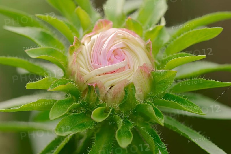 Annual Aster (Callistephus chinensis