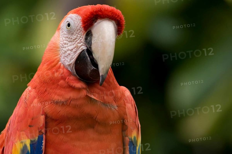 Scarlet Macaw (Ara Macao) in the amusement park of Xcaret
