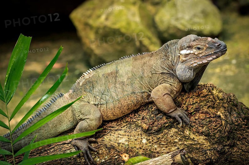 Rhinoceros Iguana (Cyclura cornuta)