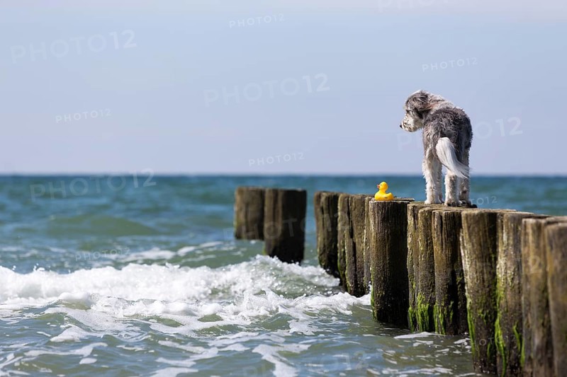 A dog with its toy