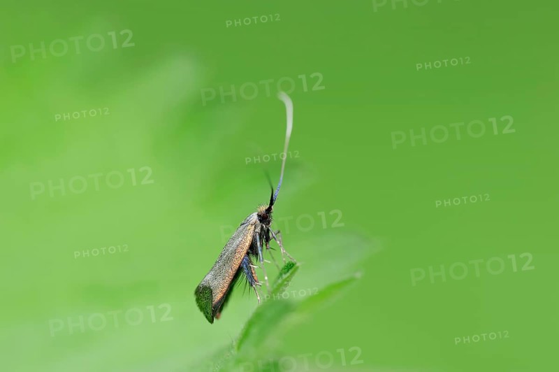 Green Longhorn (Adela reaumurella)