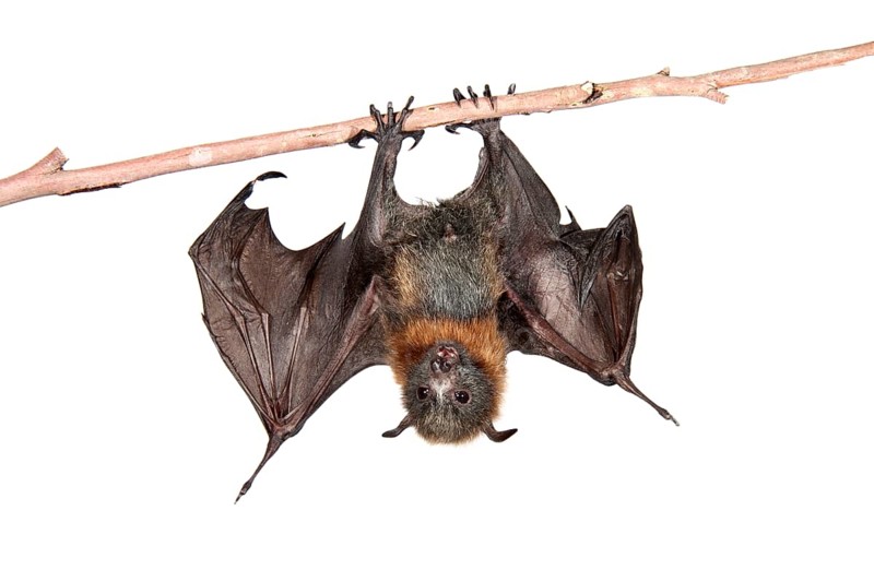 Grey-headed Flying Fox (Pteropus poliocephalus)