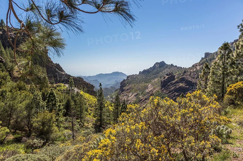 Canary Island Gorse