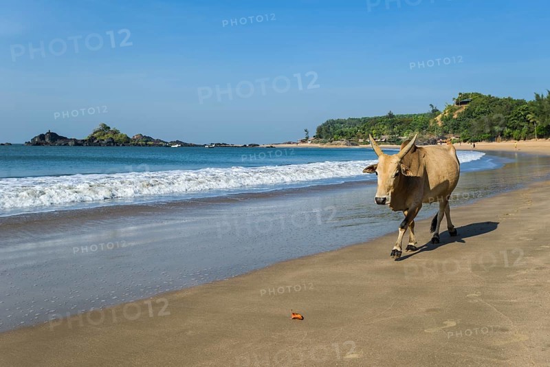 A holy cow is walking along Om Beach