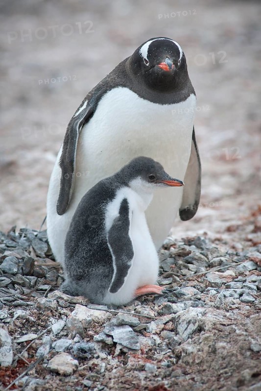 Gentoo Penguin (Pygoscelis papua) and young at nest