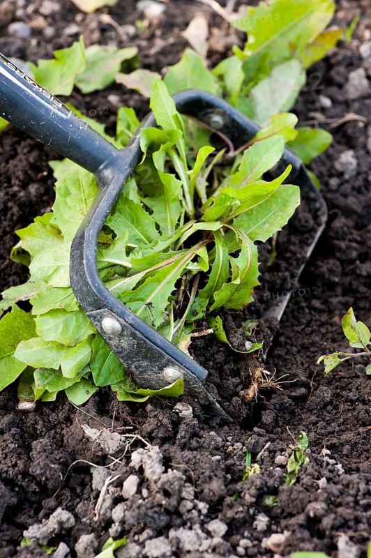 Weeding the soil with gardening tool